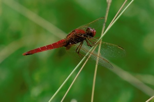 Feuerlibelle an der Ruhr ND