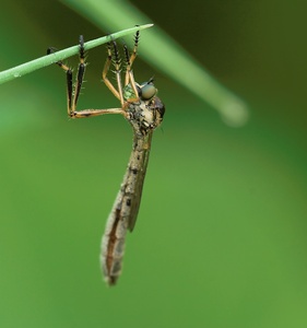 ND: Raubfliege in der Früh