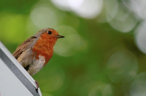 ND: Rotkehlchen (Erithacus rubecula)