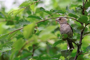 ND: Buchfink (Fringilla coelebs)