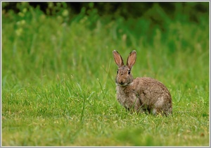 Wildkaninchen (Oryctolagus cuniculus)