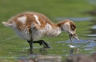Nilgans mit Junge ND
