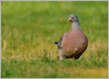 Ringeltaube (Columba palumbus)