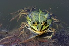 Teichfrosch