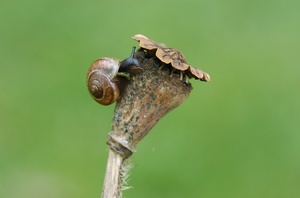 Schnecke