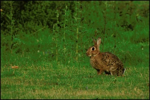 Wildkaninchen {Oryctolagus cuniculus}