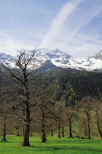 Kastanienhain im Bergell