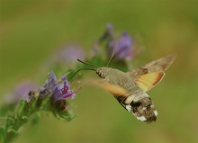Taubenschwänzchen