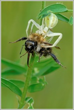 Veränderliche Krabbenspinne (Misumena vatia) mit Beute