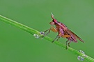 Fliege ND