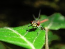 frühe Adonislibelle