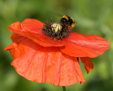 Hummel an Mohnblüte ND