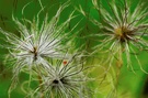 Metamorphose [ND]