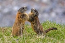 Alpenmurmeltier - Marmota marmota (ND)