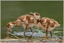 Nilgans (Alopochen aegyptiacus)