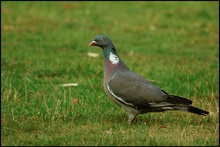 Ringeltaube (Columba palumbus)