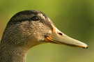Stockente