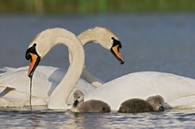 Familie Höckerschwan ND