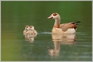 Nilgans (Alopochen aegyptiacus)