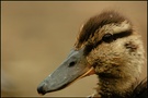 Stockente (Anas platyrhynchos)