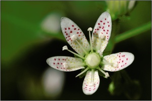 Saxifraga rotundifolia, ND