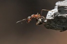 Rote Waldameise - Formica rufa (ND)