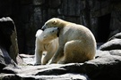 Serie Eisbären Zeugung Knut Bild 5 ZO