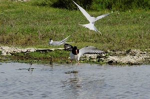 Angriff einer Küstenseeschwalbe ND