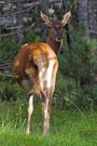 Rothirsch - Cervus elaphus L. (ND)