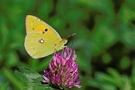 Postillon (Colias crocea) ND
