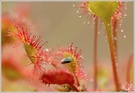 Gefahr droht am Rundblättrigen Sonnentau (Drosera rotundifolia)
