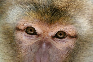 Berberaffe (Macaca sylvanus)