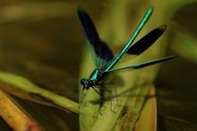 Die Gebänderte Prachtlibelle (Calopteryx splendens) ...