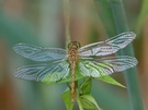 Libelle ND