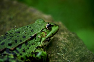 Teichfrosch