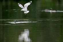 Sterntaucher greift Sturmmöwe an