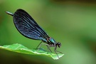 Prachtlibelle ND