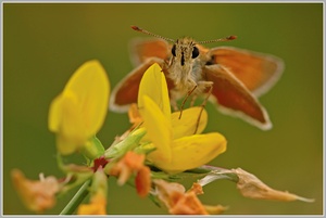 Dickkopffalter (Thymelicus sp.)