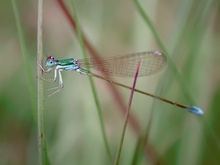 Zwerglibelle (Nehalennia speciosa) - ND