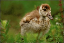 Nilgans (Alopochen aegyptiacus)