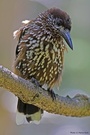 Tannenhäher - Nucifraga caryoctactes L. (ND)