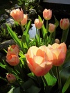 ND TULPEN