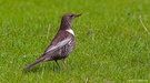 Ringdrossel - Turdus torquatus L. (ND) - 1/2