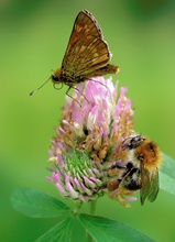 Dickkopf trifft Hummel