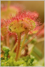 Rundblättriger Sonnentau (Drosera rotundifolia)