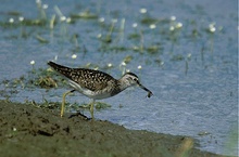 Bruchwasserläufer bei der Nahrungssuche