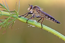 ND Raubfliege (Machimus arthriticus)