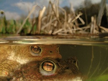 Bufo bufo - mittendrin statt nur dabei ;-)