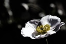 Es ist ein Augenblick... [EBV]