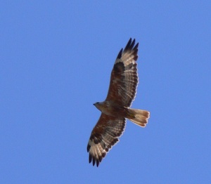 Adlerbussard Erstnachweis Helgoland